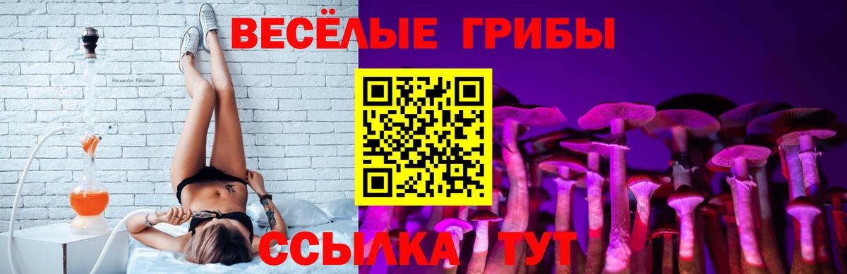 Псилоцибиновые грибы Psilocybe Лесосибирск